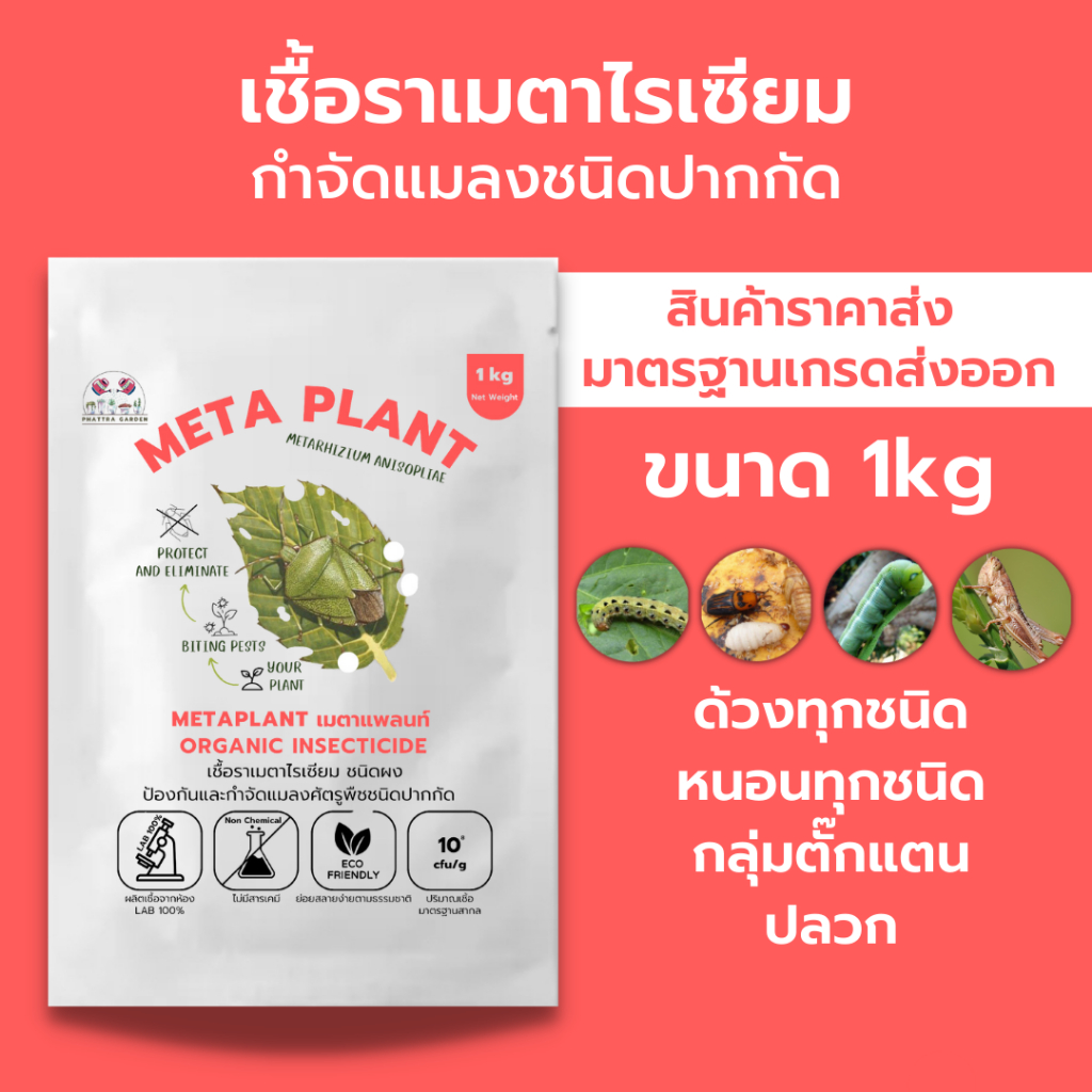 เมธาไรเซียม 1kg ราคาส่ง กำจัดแมลงศัตรูพืช ออร์แกนิคแท้ ปลอดภัยต่อผู้ใช้และสัตว์เลี้ยง