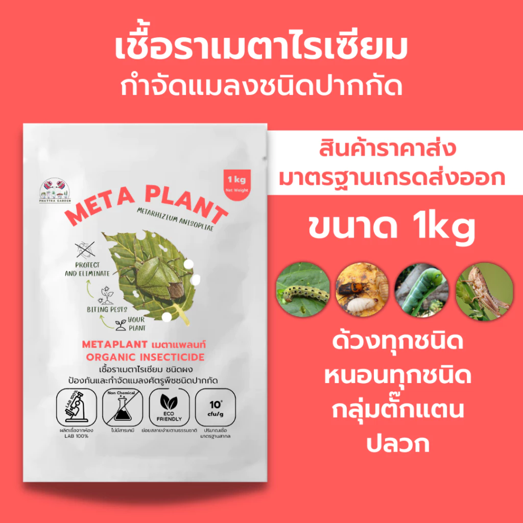เมธาไรเซียม 1kg ราคาส่ง กำจัดแมลงศัตรูพืช ออร์แกนิคแท้ ปลอดภัยต่อผู้ใช้และสัตว์เลี้ยง