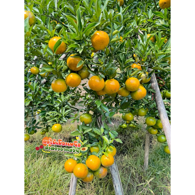 ส้มสายน้ำผึ้งฝาง 5กก. #ส่งฟรี# สำหรับคั้นน้ำแกะทานเนื้อได้ เก็บสดจากสวนทุกวัน