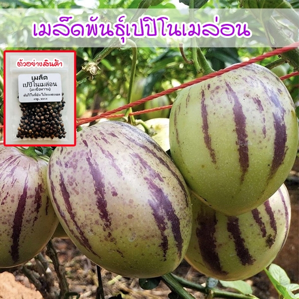 Pepino Melon เปปิโนเมล่อน 20-50 เมล็ด ผลหวานหอม ปลูกได้ทั้งในสวนและกระถาง (ซื้อ 10 แถม 1 คละได้)