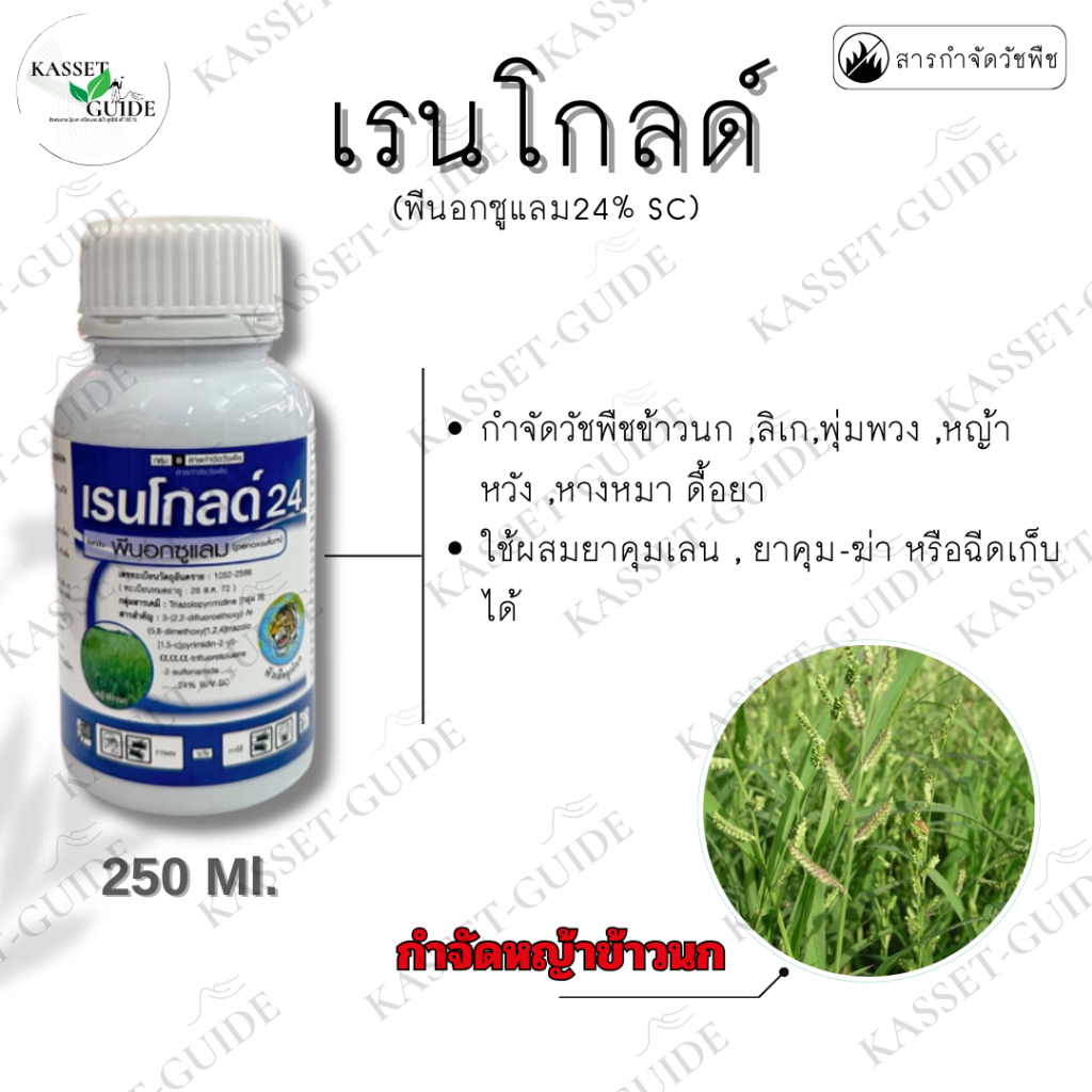 เรนโกลด์24 พีนอกซูแลม24%