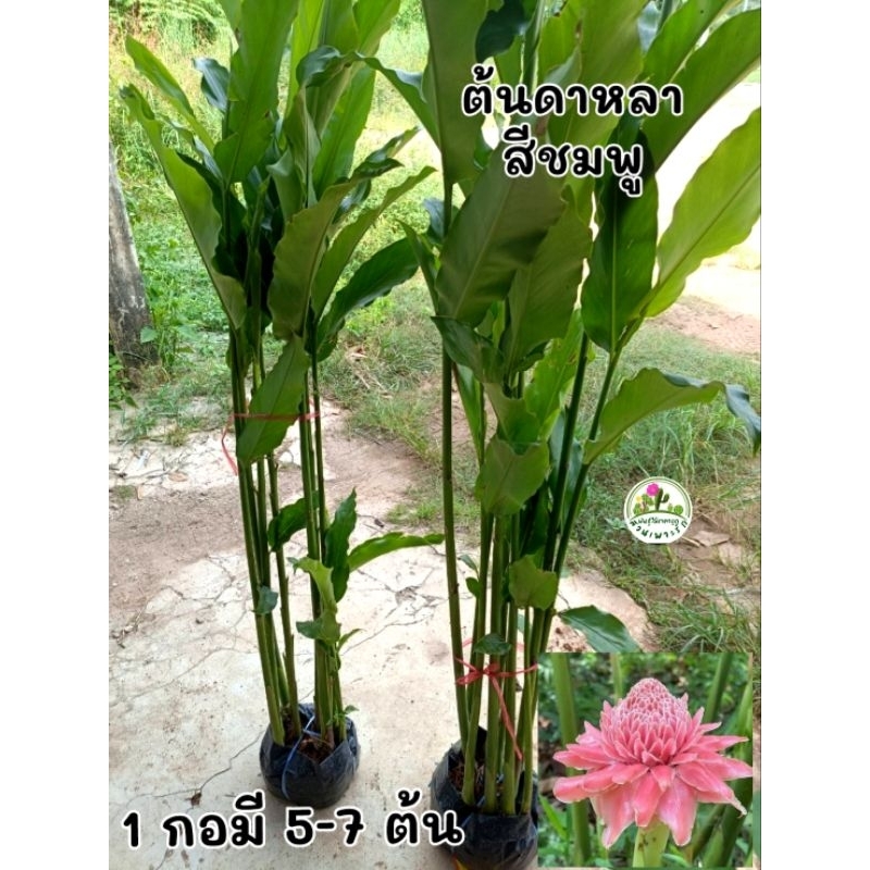 ต้นดาหลาไม้ประดับดอกกินได้