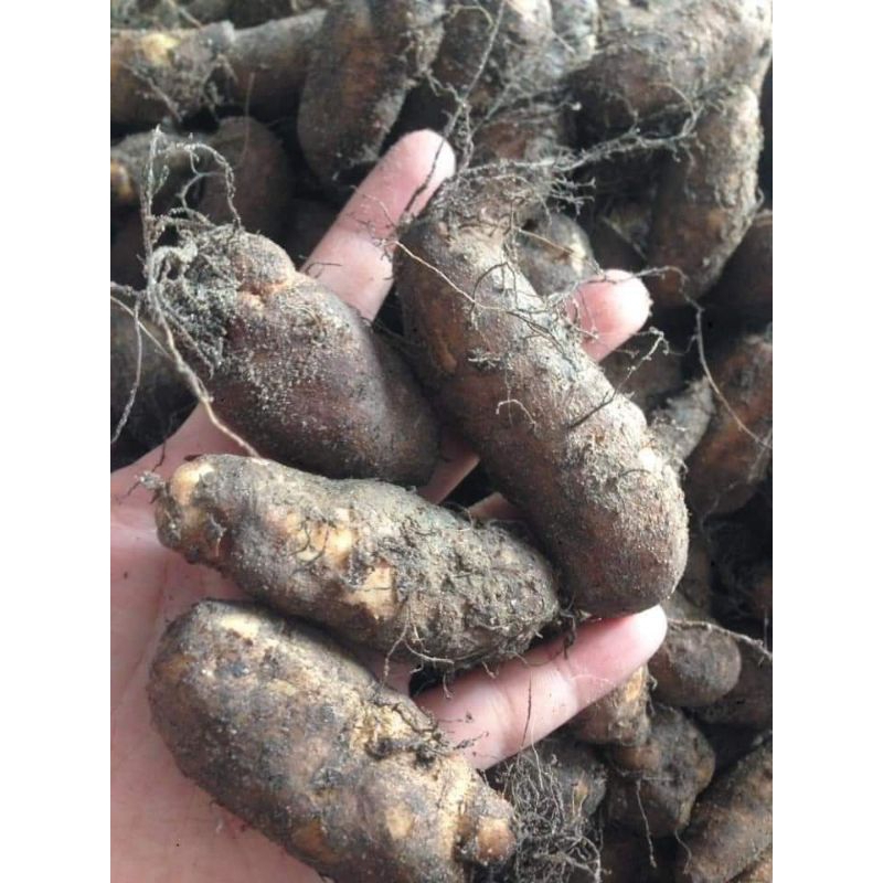 มันขี้หนูหัวอวบๆ คัดหัวสวยๆ