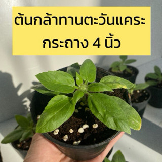 ต้นกล้าทานตะวันแคระ ส่งพร้อมกระถาง 4 นิ้ว 14-20 วัน ดอกบานสว…