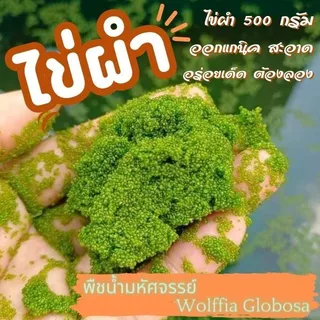 (พร้อมส่ง)ไข่ผำ ระบุปริมาณได้ ปลอดสารพิษ ทำความสะอาด พร้อมรับประทาน