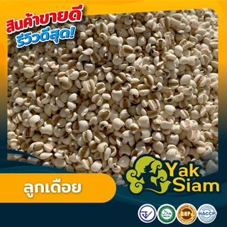 ลูกเดือย คุณภาพส่งออก มาตรฐาน อ.ย. GMP