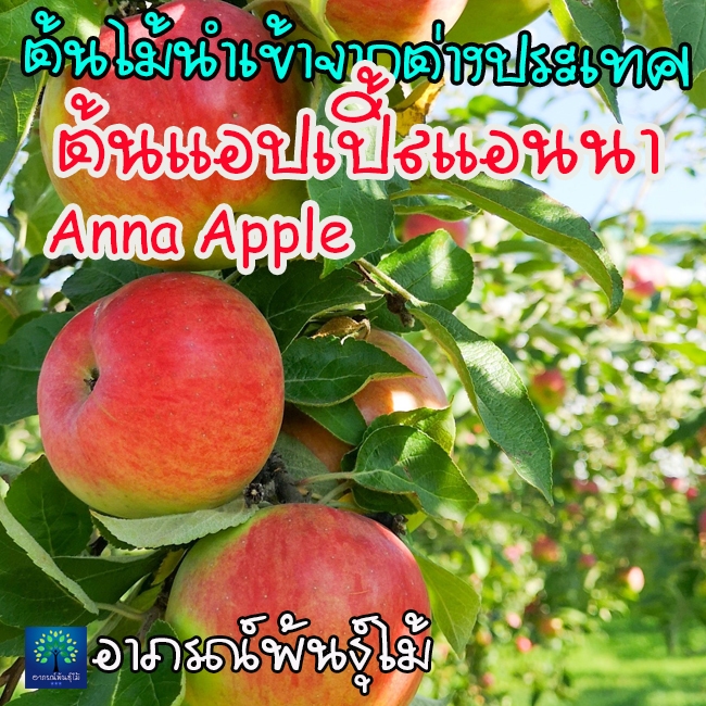 ต้นแอปเปิ้ลแอนนา Apple Anna นำเข้า 70–80 ซม. แข็งแรง พร้อมปลูก (ต้นเสียบยอดคุณภาพสูง)