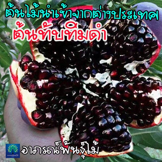 ต้นทับทิมดำ หรือทับทิมเนื้อดำ เสียบยอด ต้นไมนำเข้า พร้อมปลูก