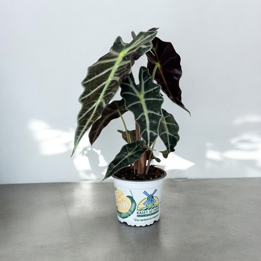 แก้วสารพัดนึกตัวผู้ Alocasia Polly กระถาง 5 นิ้ว