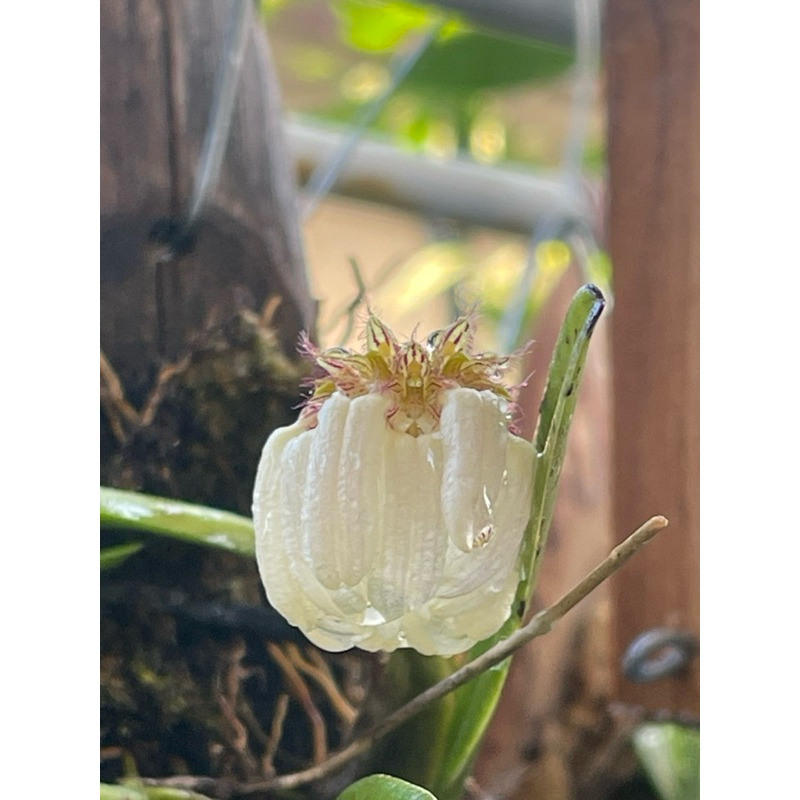 #กล้วยไม้สิงโตร่มขาว cirrhopetalum auratum(สิงโตร่ม)