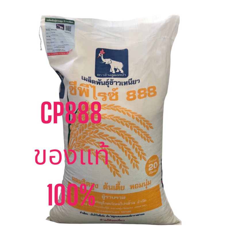 CP888 เมล็ดพันธุ์ข้าวเหนียวหอม CP888 ซีพีไรซ์888 20กิโลกรัม