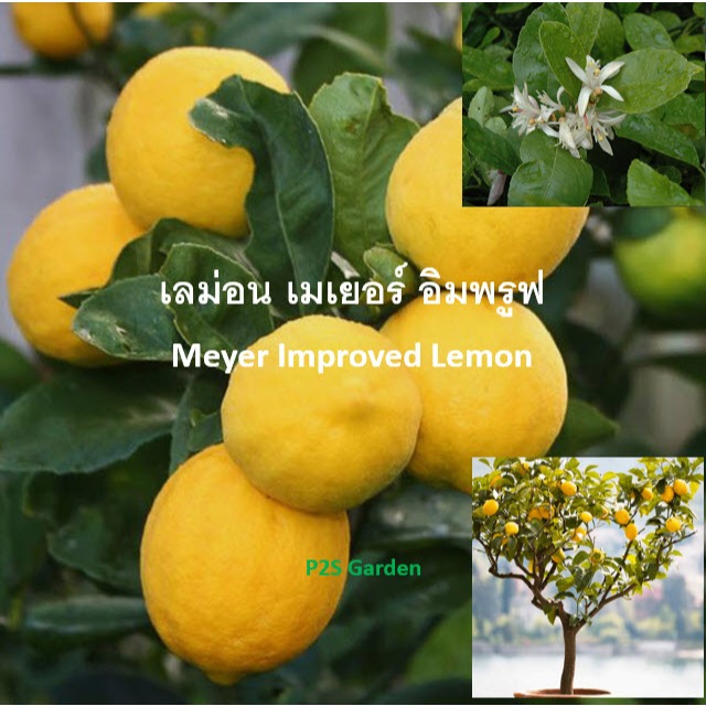 ต้นเลม่อน เมเยอร์ อิมพรูฟ Meyer Improved Lemon ต้นเสียบยอด/ติดตา หายาก