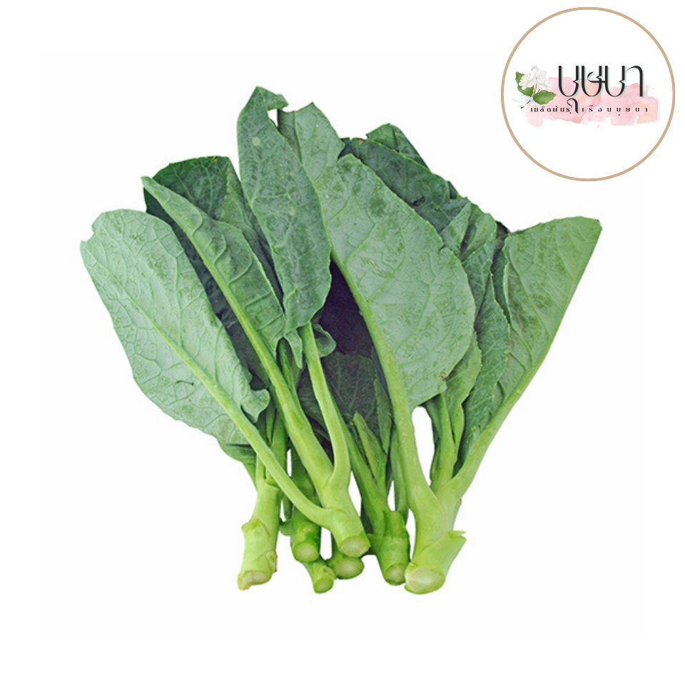 เมล็ดพันธุ์ผักคะน้ายอด 1,000 เมล็ด 9 บาท - รูปที่ 2