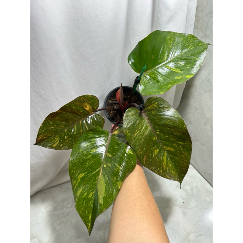 Philodendron orange princess/ออเร้นพริ้นเซส