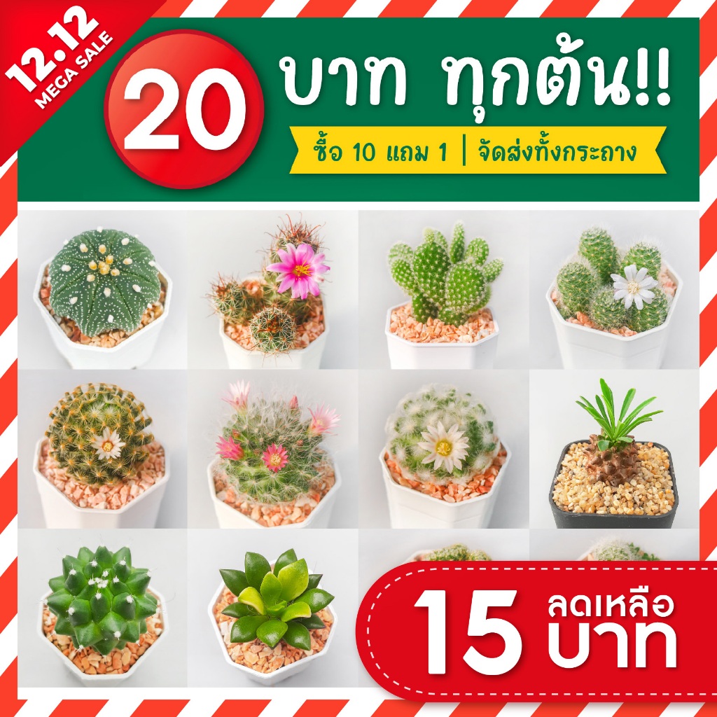 แคคตัสราคาถูก กระบองเพชร ต้นละ 20 บาท [ส่งทั้งกระถาง] ซื้อ 10 ฟรี 1 ต้น!!!