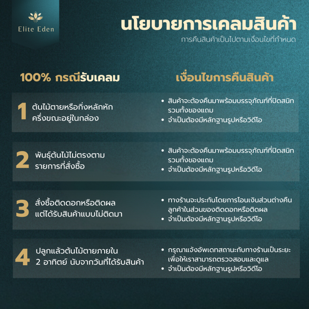 ต้นละมุดสาลี่ยักษ์หรือละมุดเวียดนาม สูง 150-200 cm. (ต้นใหญ่) ออกผลไวมาก ผลใหญ่ หวานจัดไม่เป็นทราย - รูปที่ 5