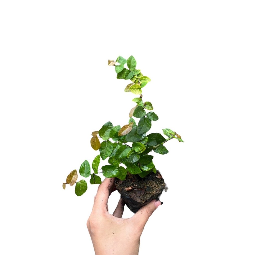🌿 TLP ไซส์เลื้ิอย ยาว ต้นตีนตุ๊กแกเกาะผนัง เกาะกำแพง ไซส์เลื้ิอย ยาว