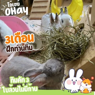 NEW! ทิมใบล้วน 🔥Ohay ส่งฟรี!!🔥 หญ้ากระต่าย หญ้าทิโมธีคัท 3 ทิมใบล้วนร่อนฝุ่นจาก iHay 1กก.