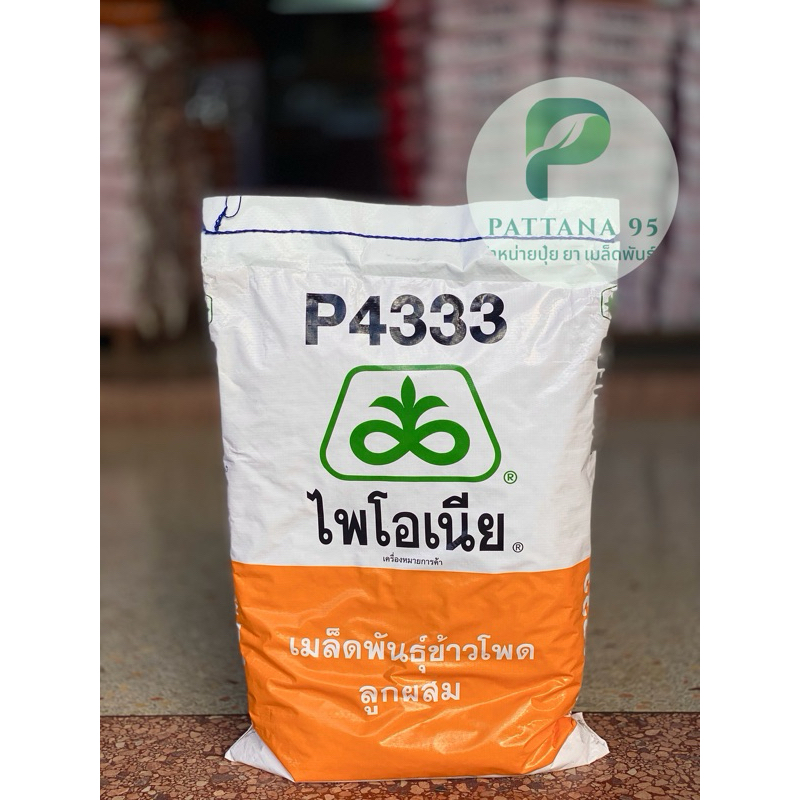 เมล็ดพันธุ์ข้าวโพด ไพโอเนีย P4333 (3.5หุน) *ขนาด 10 กก. อายุเก็บเกี่ยวไว ฝักใหญ่ ทนแล้งได้ ให้ผลผลิต