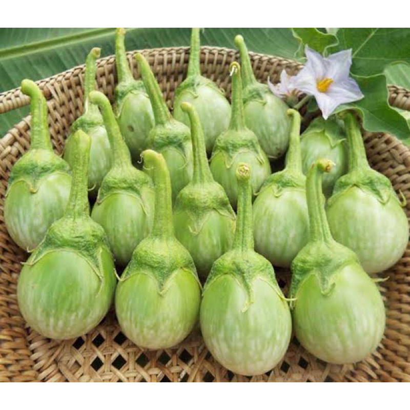 เมล็ดมะเขือเปราะเจ้าพระยา เมล็ดพันธุ์มะเขือเปราะ มะเขือเปราะ 300-500เมล็ด