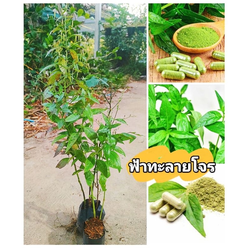 ต้นฟ้าทะลายโจร ชำถุงพร้อมปลูก สมุนไพรต้นโควิด ,เเก้ไข้ ,มากสรรพคุณ สินค้าเสียหายยินดีเคลมฟรี
