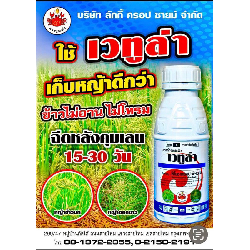 เวทูล่า (วิป 7.5) ปูระฆัง🦀 250-500 ซีซี กำจัดวัชพืชใบแคบในนาข้าว หญ้าข้าวนก ดอกขาว ตีนนก ปากควาย ตีนกา หางหมา ไม้กวาด