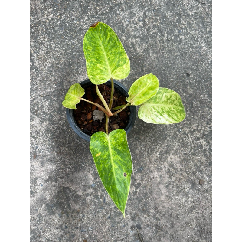 ต้นเพ้นท์เลดี้ สีเหลืองสวย ฟิโลเดนดรอน  (Philodendron Painted Lady)