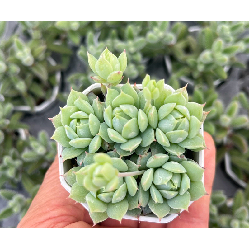 Graptopetalum Macdougallii ไม้อวบน้ำ กุหลาบหิน ขนาด 2 นิ้ว ราคาถูก Shopee Lazada