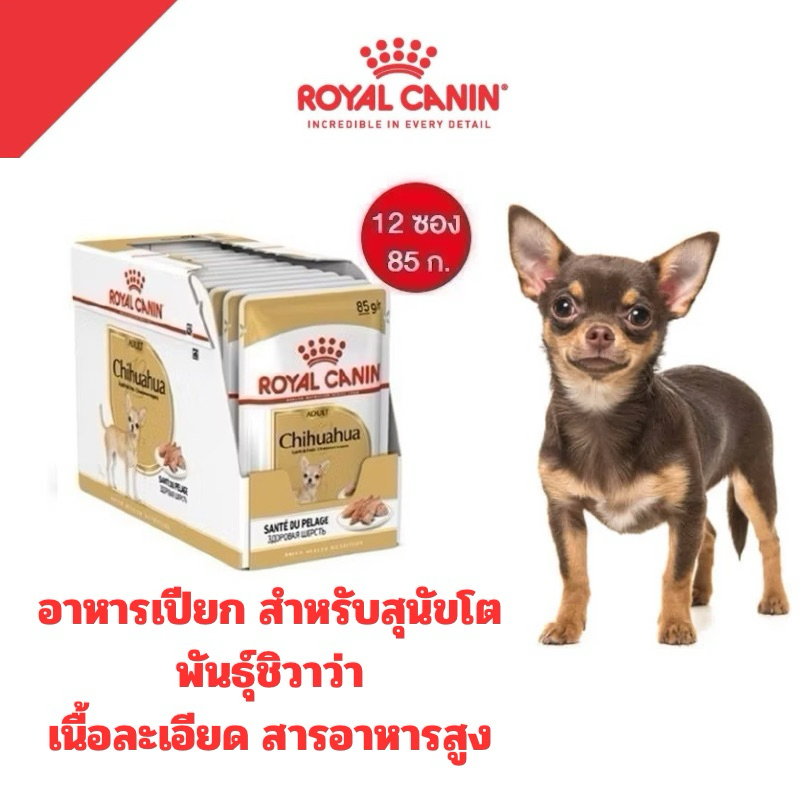 Royal Canin Chihuahua Adult อาหารเปียก รีวิว สุขภาพดี ขนสวย ขับถ่ายเยี่ยม