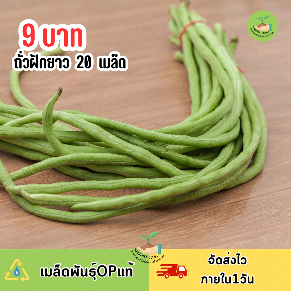 9บาท ถั่วฝักยาว 20 เมล็ด