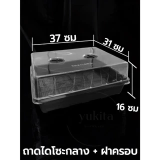 เซต ถาดไดโซะ พร้อมฝาครอบ ถาดปลูกต้นไม้ เพาะต้นอ่อน เพาะกล้าข้าว เพาะชำ เพาะเมล็ด ถาดทึบ มีรู แบบสูง กลาง เตี้ย