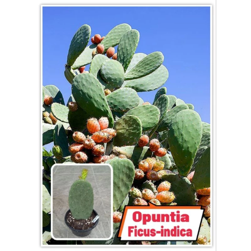 Opuntia Ficus-indica ,Stricta, Vulgaris สายพันธุ์กินใบและผลได้ 📌โปรดอ่านรายละเอียดก่อนสั่งซื้อ