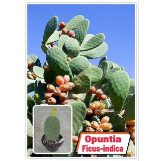 Opuntia Ficus-indica ,Stricta, Vulgaris สายพันธุ์กินใบและผลได้ 📌โปรดอ่านรายละเอียดก่อนสั่งซื้อ