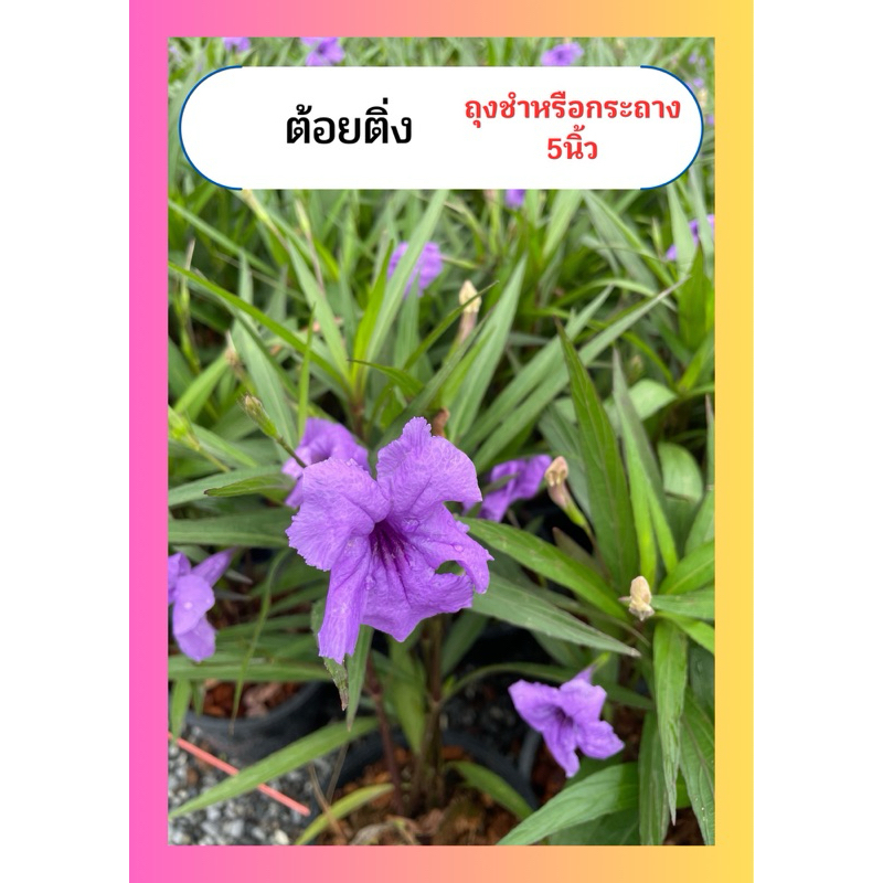 ต้อยติ่ง ต้อยติ่งฝรั่ง ต้อยติ่งเทศ ฟ้าประทานพร ทนแดด ถุงชำ5นิ้ว
