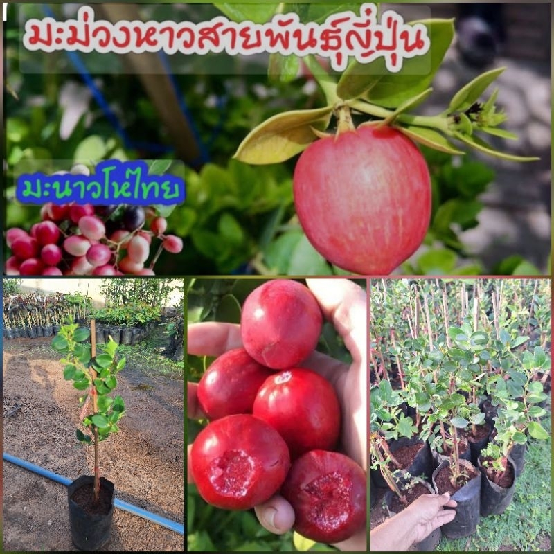 ต้นมะนาวโห่ญี่ปุ่น ปีเดียวติดผล ผลมีขนาดใหญ่
