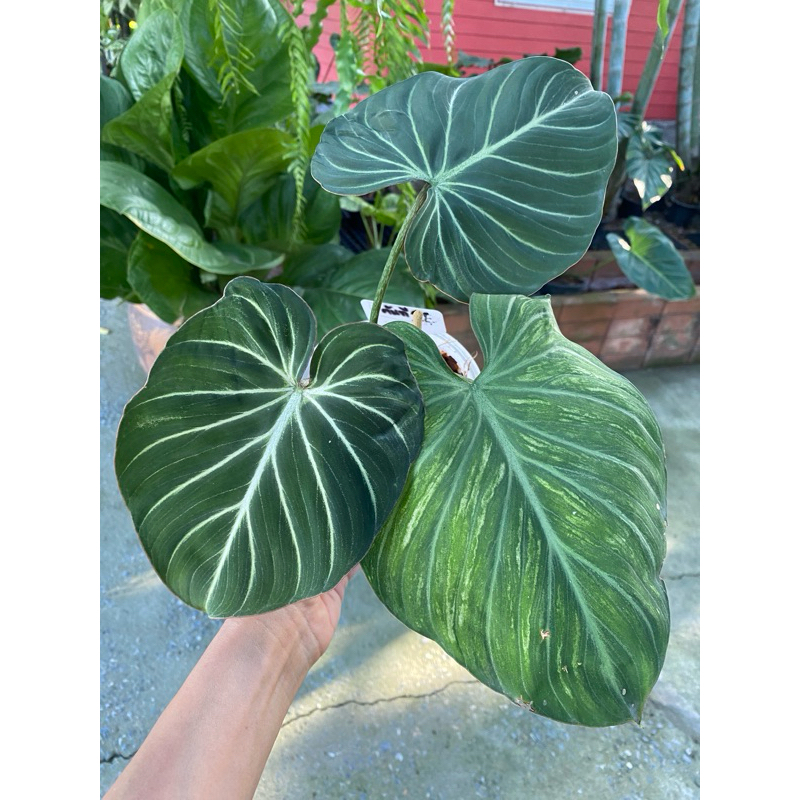 Philodendron Gloriosum ฟิโลเดนดรอน กลอริออซั่มก้านกลม หลังชมพู ไม้เป็นฟอร์มแล้วใบใหญ่