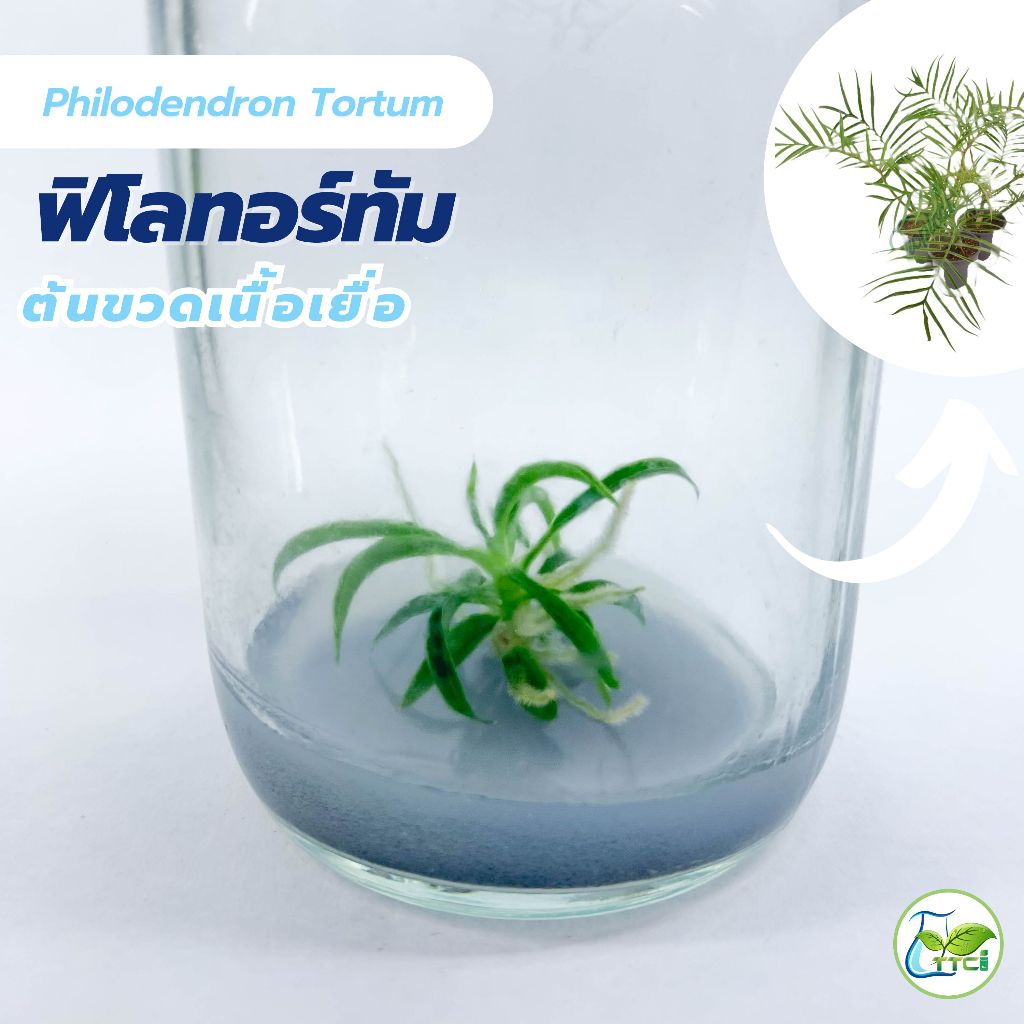 ฟิโลเดนดรอนทอร์ทั่ม Philodendron Tortum (งานแพ็คเกจถุง)