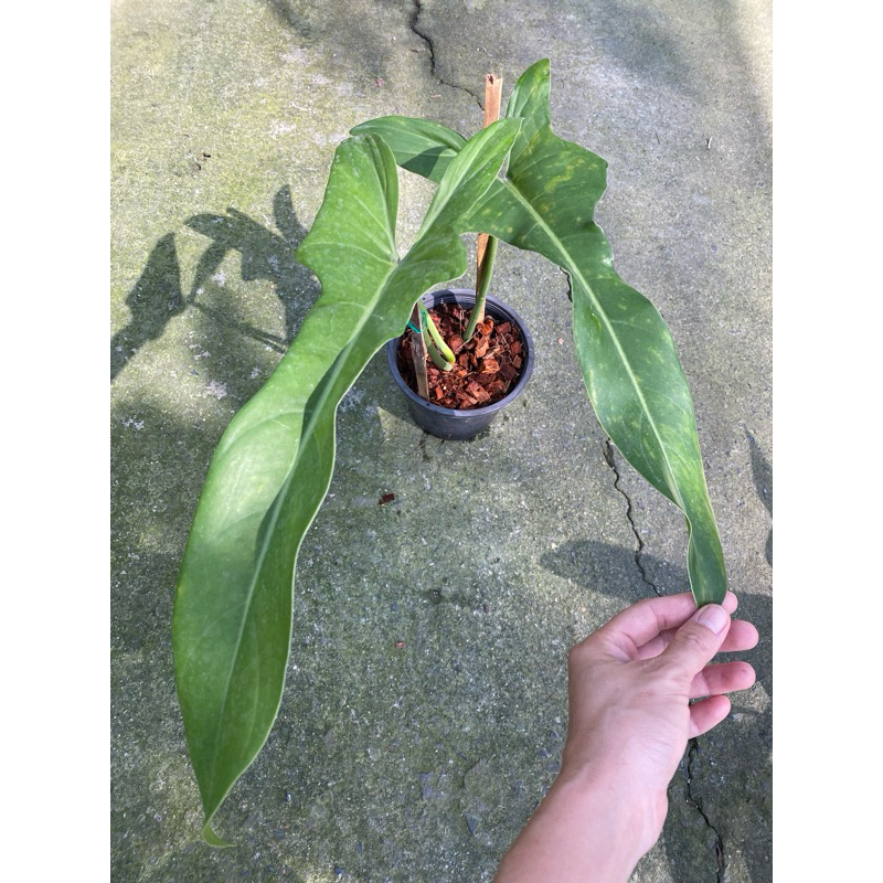 Philodendron jerry horne เป็นฟิโลสายพันธุ์ใบยาว มีลักษณะหูที่มีเอกลักษณ์ ใบยาวได้กว่า 80 ซม. ชอบเลื้อยไต่หลักจะโตเร็วมาก