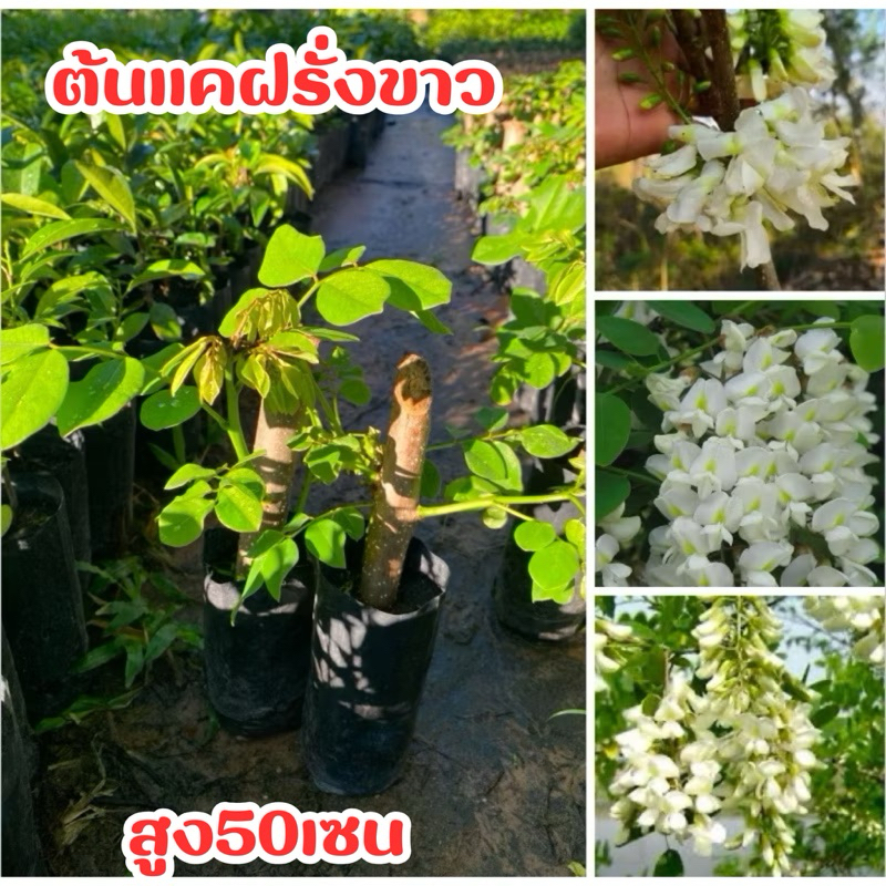 ต้นเเคฝรั่งขาว ต้นละ25บาท พร้อมส่ง ต้นสวยๆ