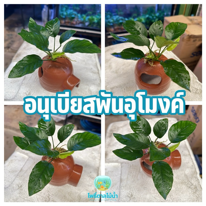 อนูเบียสพันอุโมงค์ดินเผา เครื่องปั้นอาจไม่ตรงภาพ #อนูเบียส #อนูเบียสพันอุโมงค์เครื่องปั้นดินเผา #ต้นไม้น้ำ #ตกแต่งตู้ปลา