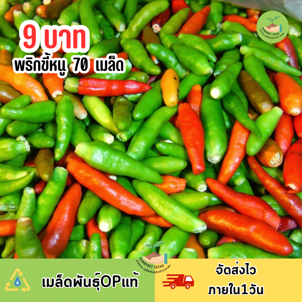 9บาท พริกขี้หนูสวน 70เมล็ด