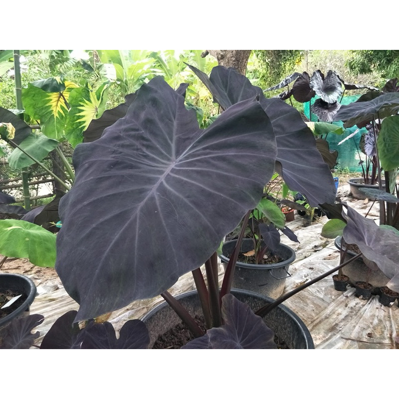โคโลคาเซีย นกฮูก (Colocasia Westernscreech owl) ไม้ฟอกอากาศ ไม้มงคล ไม้ประดับ ไม้แต่งสวน ราคาถูกสุดๆ ไม้ด่าง ไม้หายาก