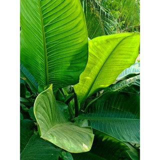 เศรษฐีวิลสัน - ส่งแบบท่อน