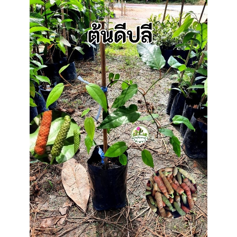 ต้นดีปลี ดีปลี สมุนไพร