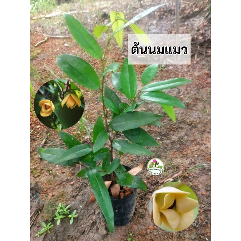 ต้นนมแมว นมแมว ไม้โบราญดอกหอม