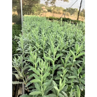 ลาเวนเดอร์ไฮบริดส์ (Lavandula hybrid) ความสวย และความหอม ที่มาพร้อมสารพัดประโยชน์ ลาเวนเดอร์ไฮบริดส์ (Lavandula hybrid)