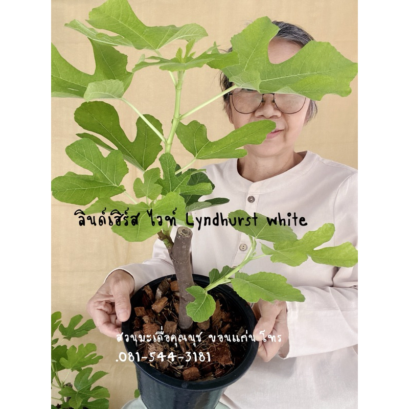 ต้นมะเดื่อฝรั่ง ลินด์เฮิร์สไวท์ พันธุ์ดก ผลใหญ่ สายหวานค่ะ/lyndhurst white figs tree
