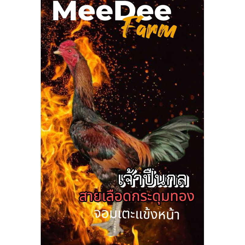 ไข่ไก่ชนพม่า สายเลือดกระดุมทอง แข้งหน้าถี่