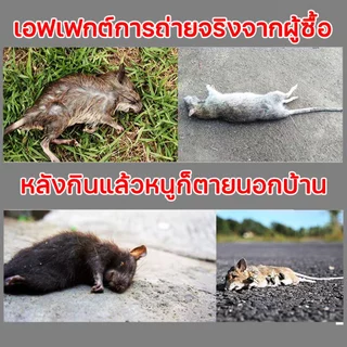 ยาเบื่อหนูแห้ง ออกฤทธิ์แรง หนูกินแล้วตายแห้ง ไม่มีกลิ่น ใช้ครั้งเดียว กันหนูได้ยาวนาน 1 ปี ของแท้ 100%