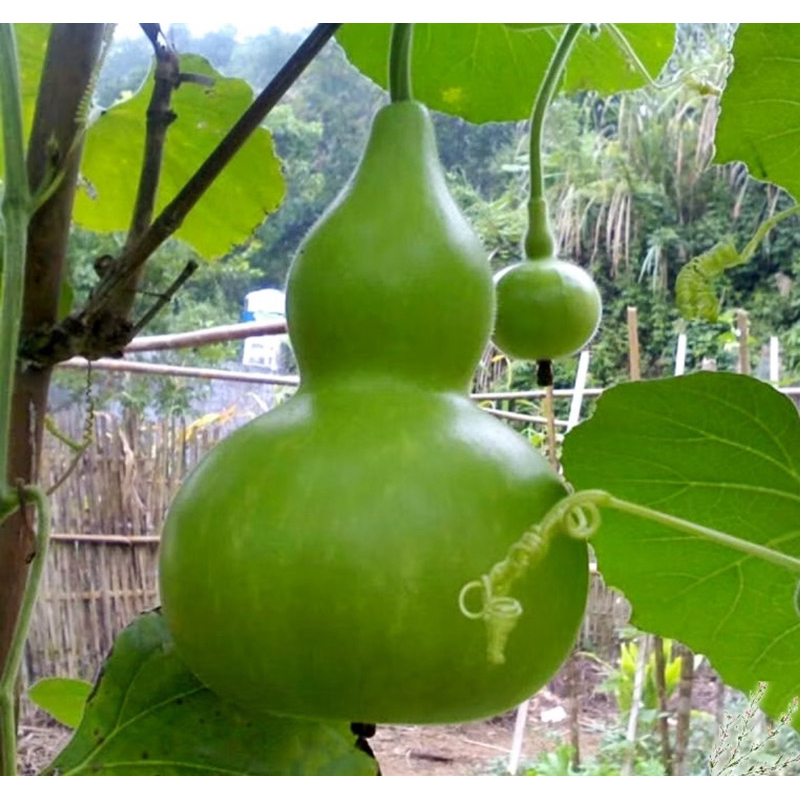 เมล็ดพันธุ์น้ำเต้าเซียนยักษ์ผลใหญ่